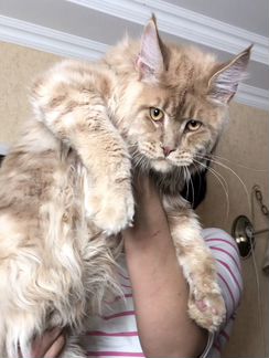 Simba