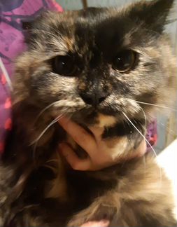 Котенок от персидской кошки