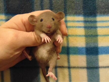 Крысы, крысята дамбо - питомник, клетки