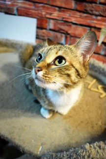 Кошечка Люсьен 1,5 года