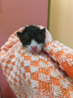 Котик в добрые руки
