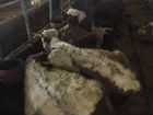 Коровы и быки объявление продам