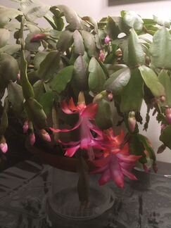 Цветок декабрист