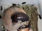 Мадагаскарский таракан объявление продам