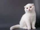 Шотландский вислоухий кот объявление продам