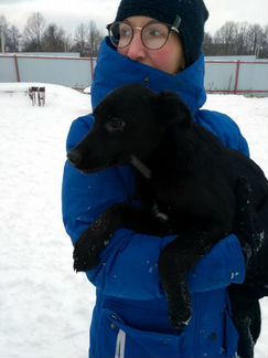 Щенок в добрые руки