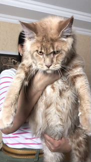 Simba
