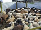 Овцы и бараны на курбан объявление продам