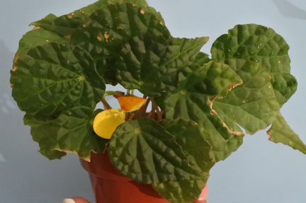 Бегония природная Buttercup