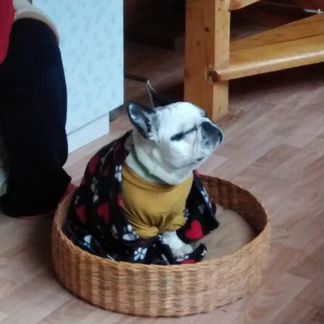 Плетеные лежачки для собачек и кошек