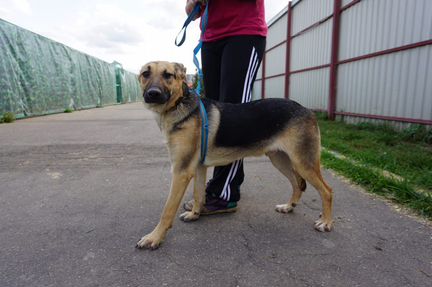 Щенок Арчи, 11 мес. В дар