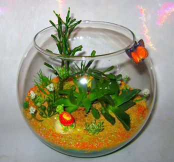 Флорариум с африканскими цветшими суккулентами