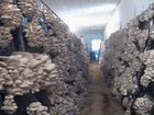 Построю грибное производство