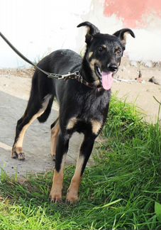 Собачка для души