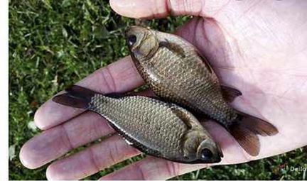 Живец (опт и розница) зарыбление