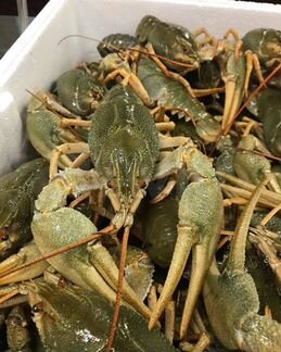 Раки живые, варёные в Краснодаре 09:00-21:00