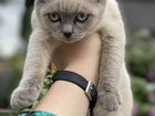 Сиамская кошка ) девочка 3мес) ласковая,игривая,ру