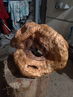 Кап Сувель березовый