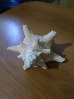 Ракушка сувенирная