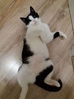 Кошка в добрые руки