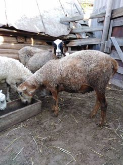 Баран и овца - фотография № 2