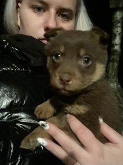 Собака