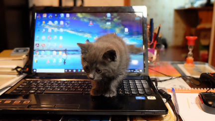 Котята курильский бобтейл