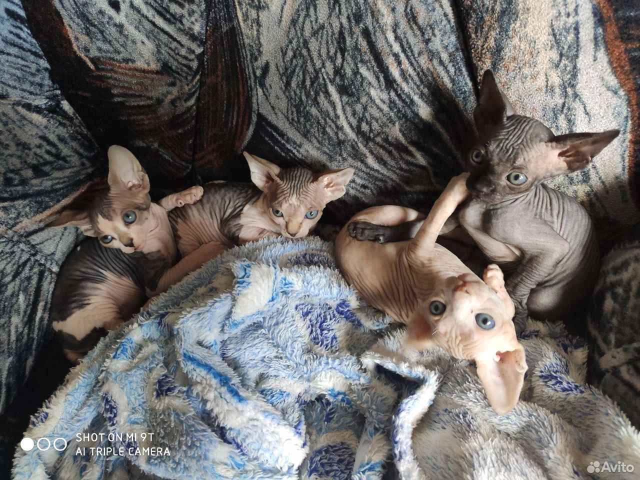 Котята сфинкса