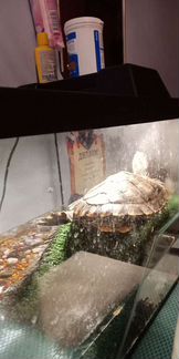 Красноухая черепаха вместе с аквариумом и всеми пр