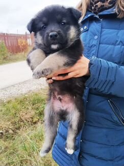 Мальчик в дар