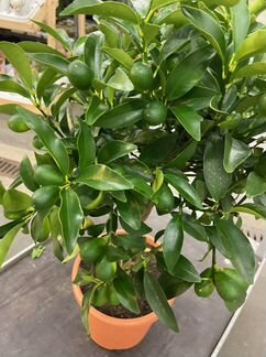 Кумкват цитрус с плодами Н 78 см