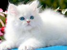 Белая кошка породистая, домашняя