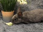 Кролик карликовый рекс объявление продам