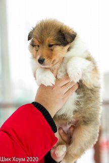 Щенок колли