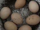 Бойцовские яйца