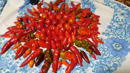 Семена перцы острые#сладкие#томаты