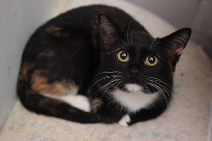 Урочка котенок