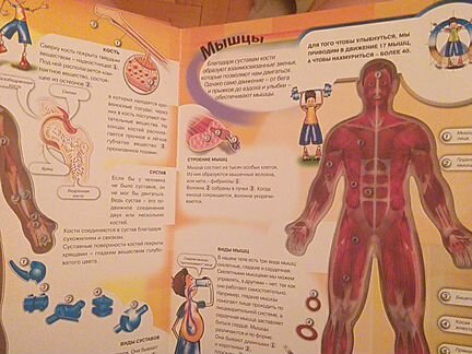 Книга для детей о теле человека